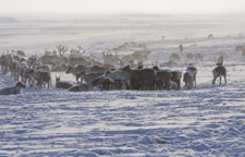 Eurasien, Russland: Tschukotka - Mit Rentiernomaden durch die russische Arktis - Rentierherde